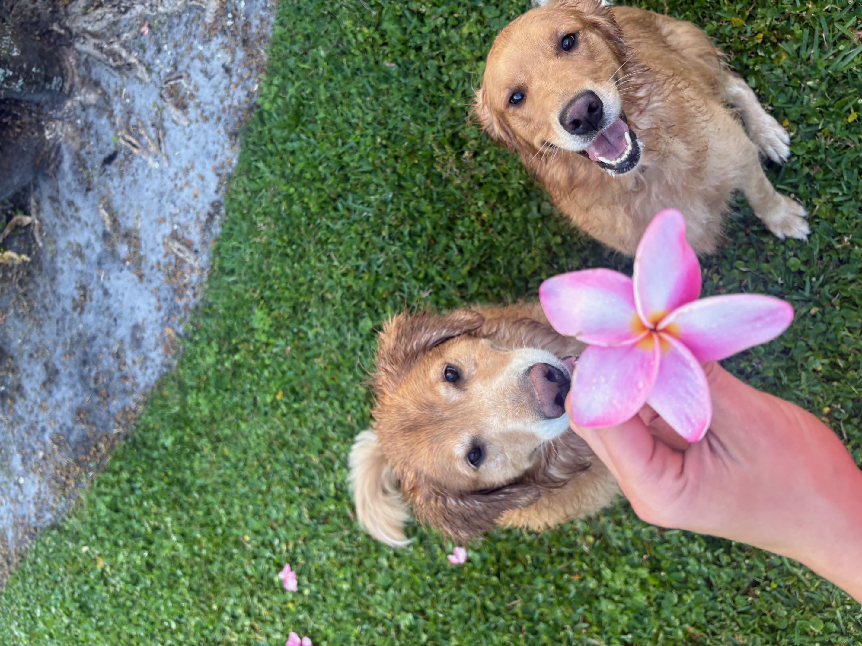 Two golden retrievers with a fresh plumeria blossom