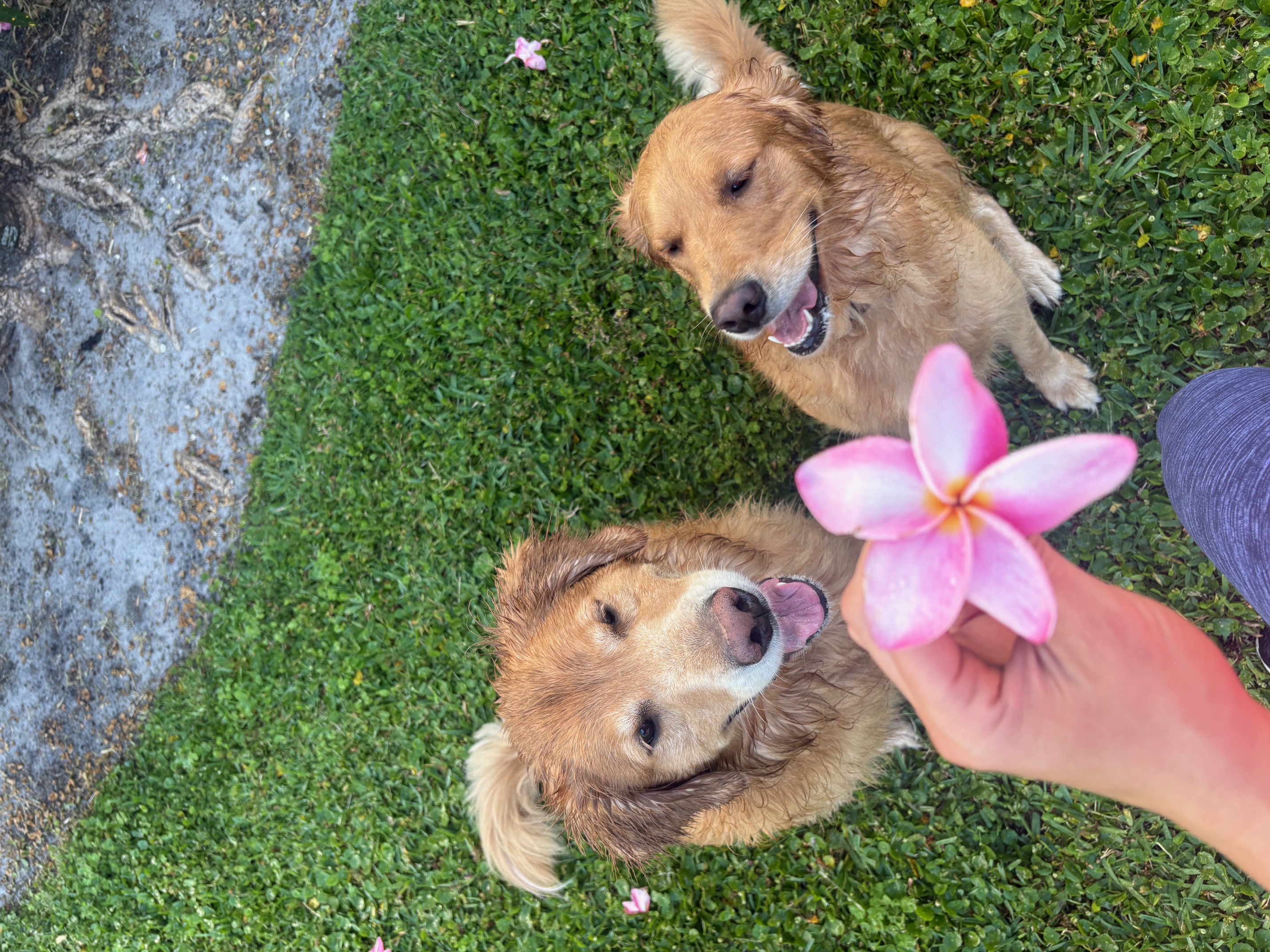 Two golden retrievers with a pink plumeria flower