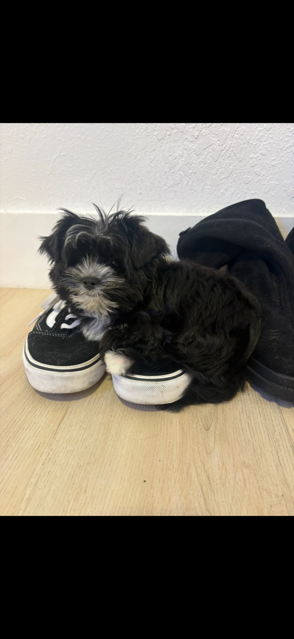 Tiny black puppy snuggling at Cassie's feet