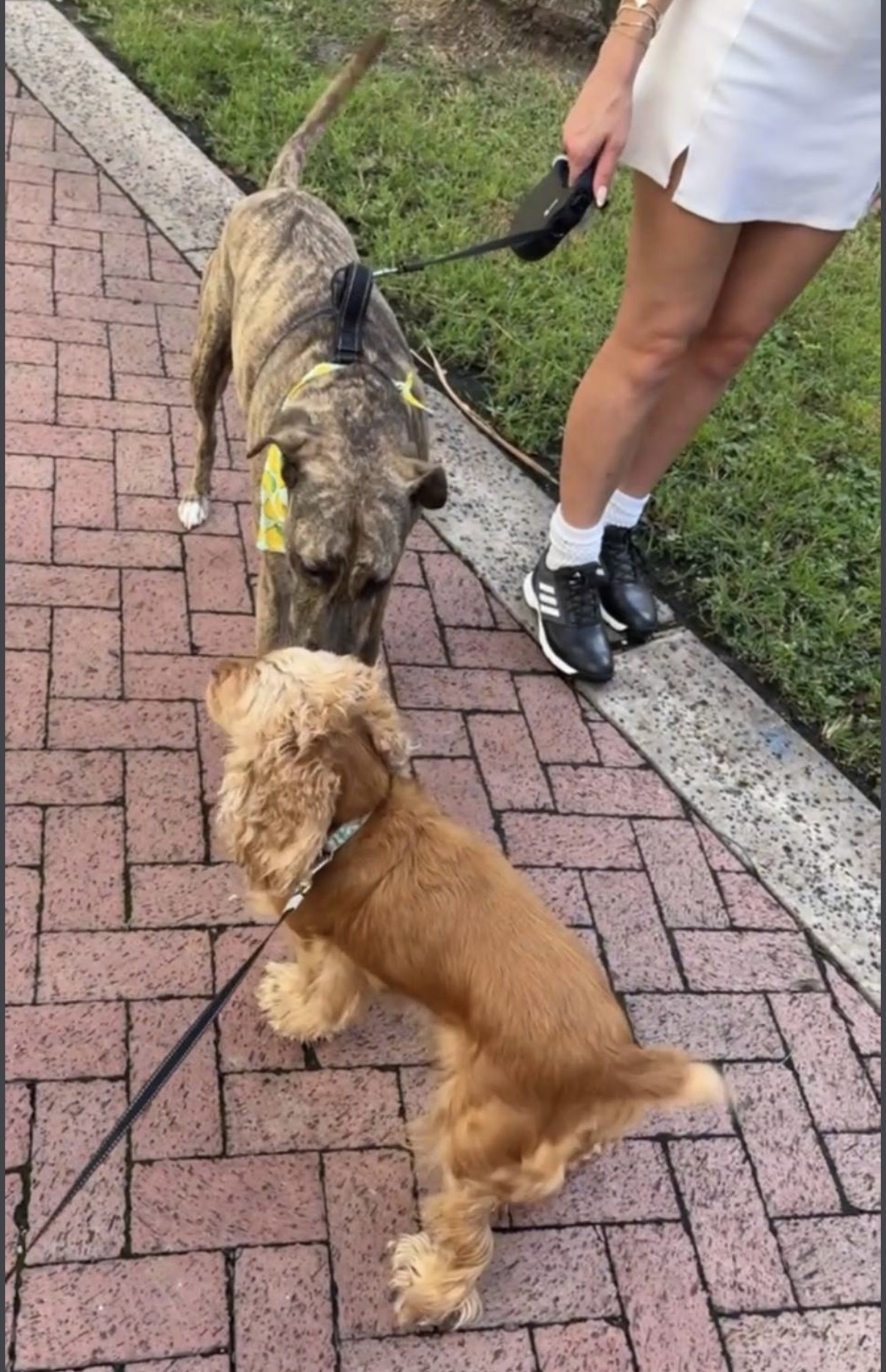 Walking two pups together through a West Palm Beach neighborhood