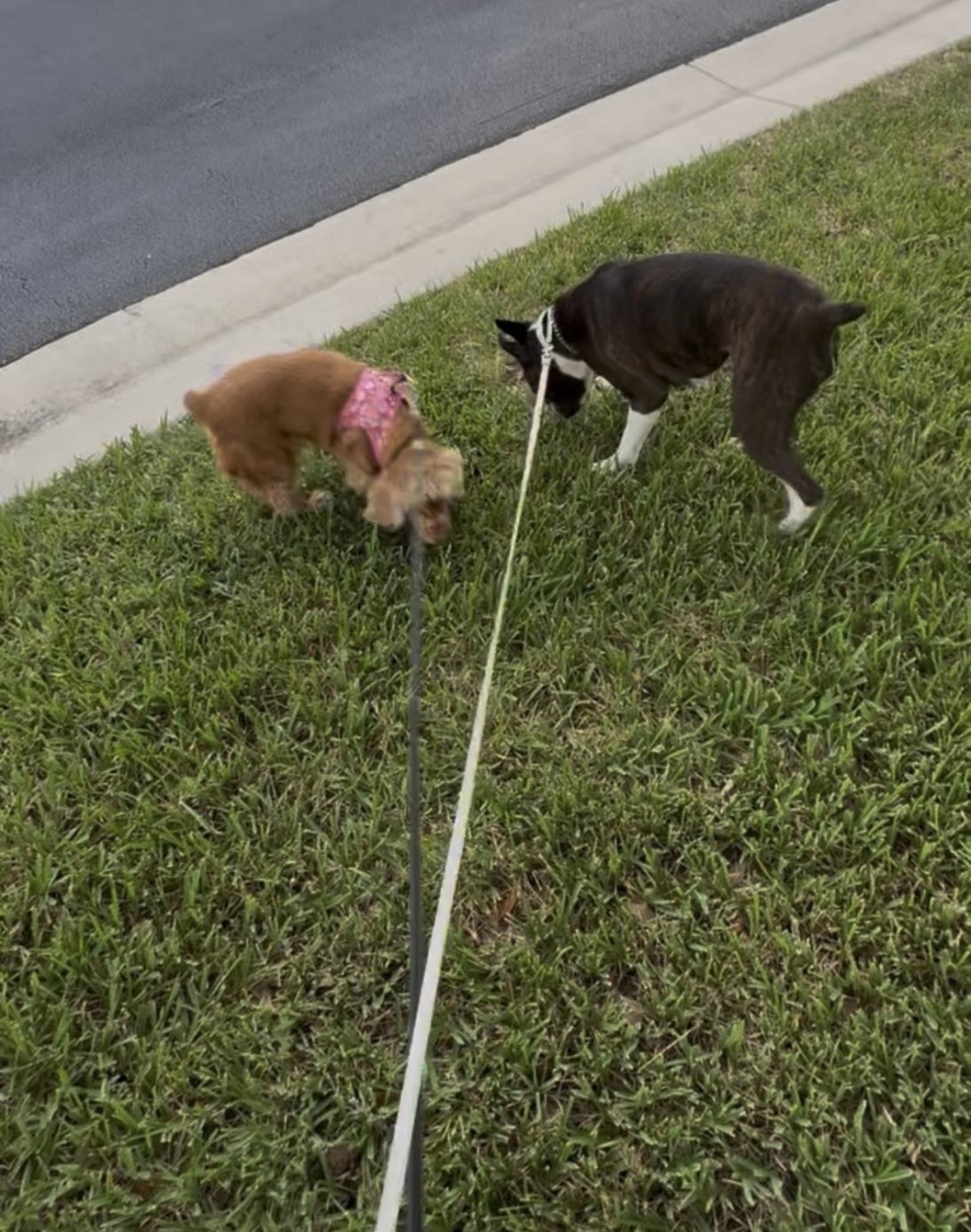 Two dogs making new friends on a walk